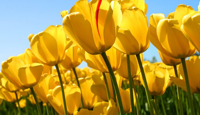 Tulips-titletag Tulips-alttag